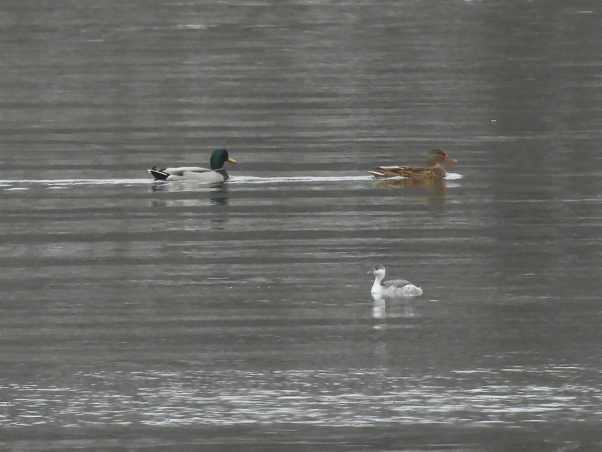 ミミカイツブリ - ML646297286