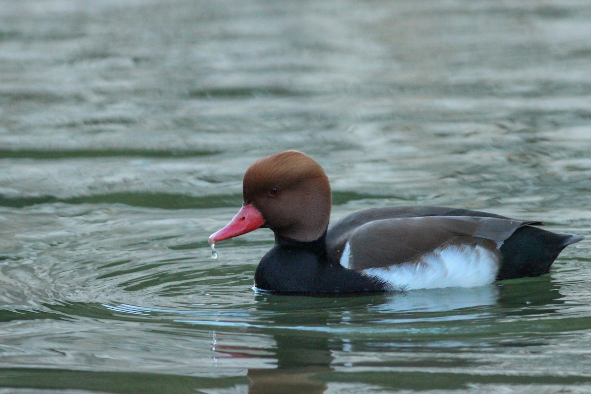 Fistione turco - ML646297288