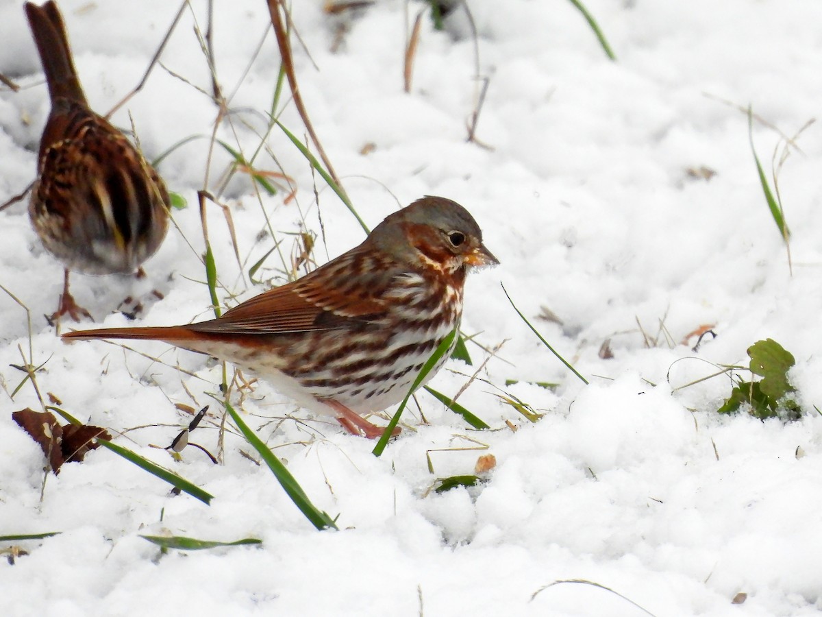 Fox Sparrow - ML646297298