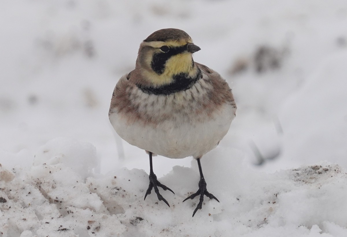 Жайворонок рогатий - ML646297300