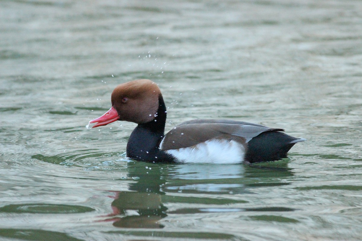 Чернь червонодзьоба - ML646297301