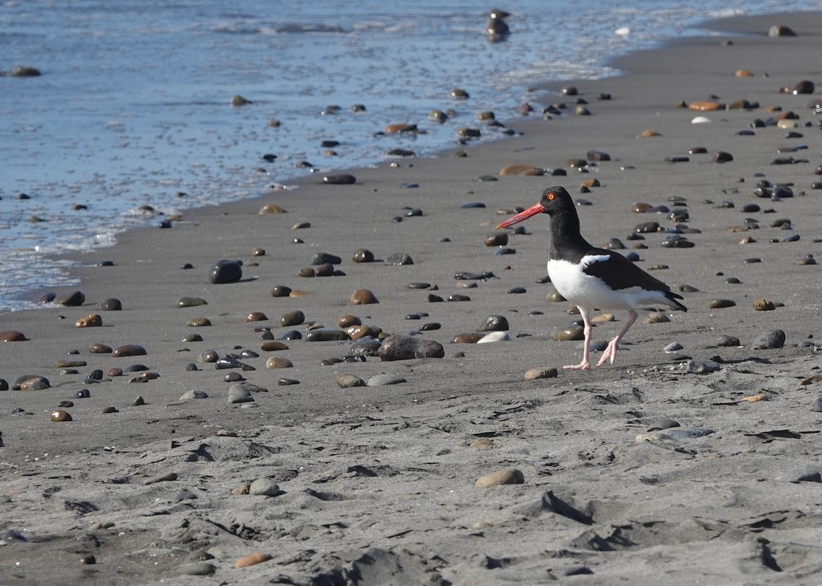 Кулик-сорока американський - ML646297308