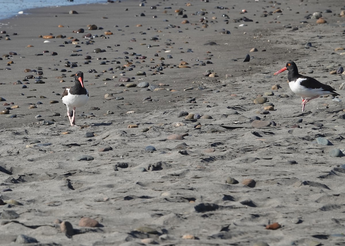 Кулик-сорока американський - ML646297310