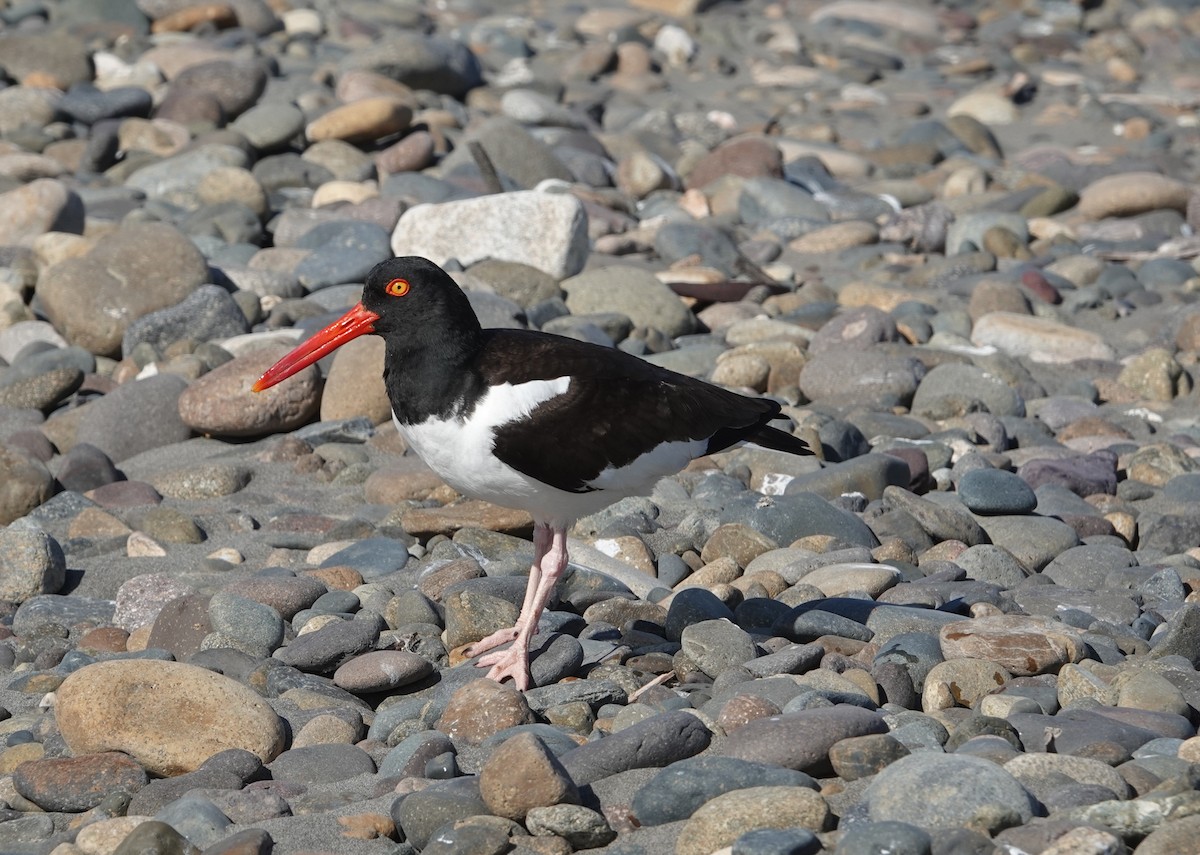 Кулик-сорока американський - ML646297311