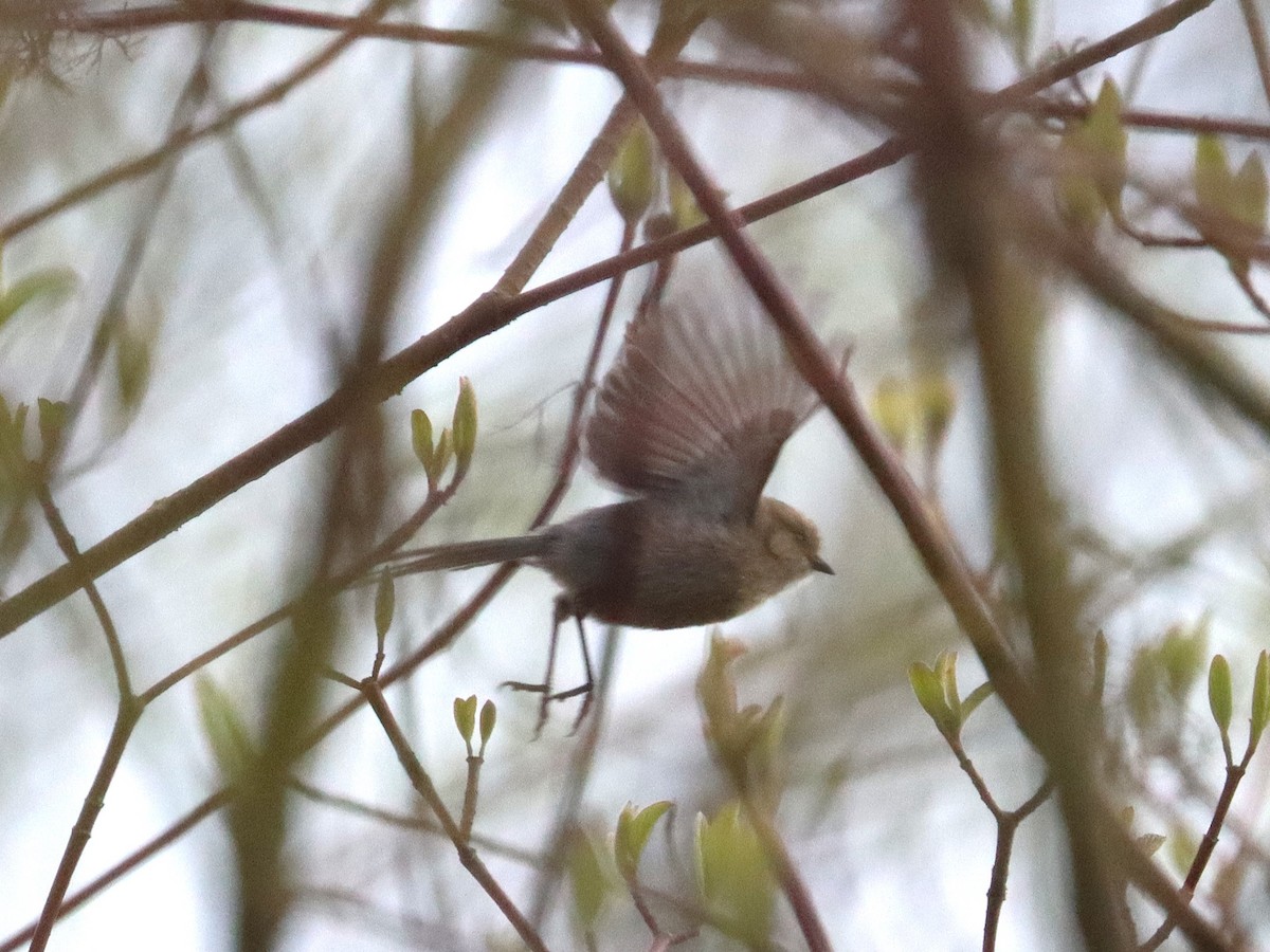 Ополовник американський - ML646297312