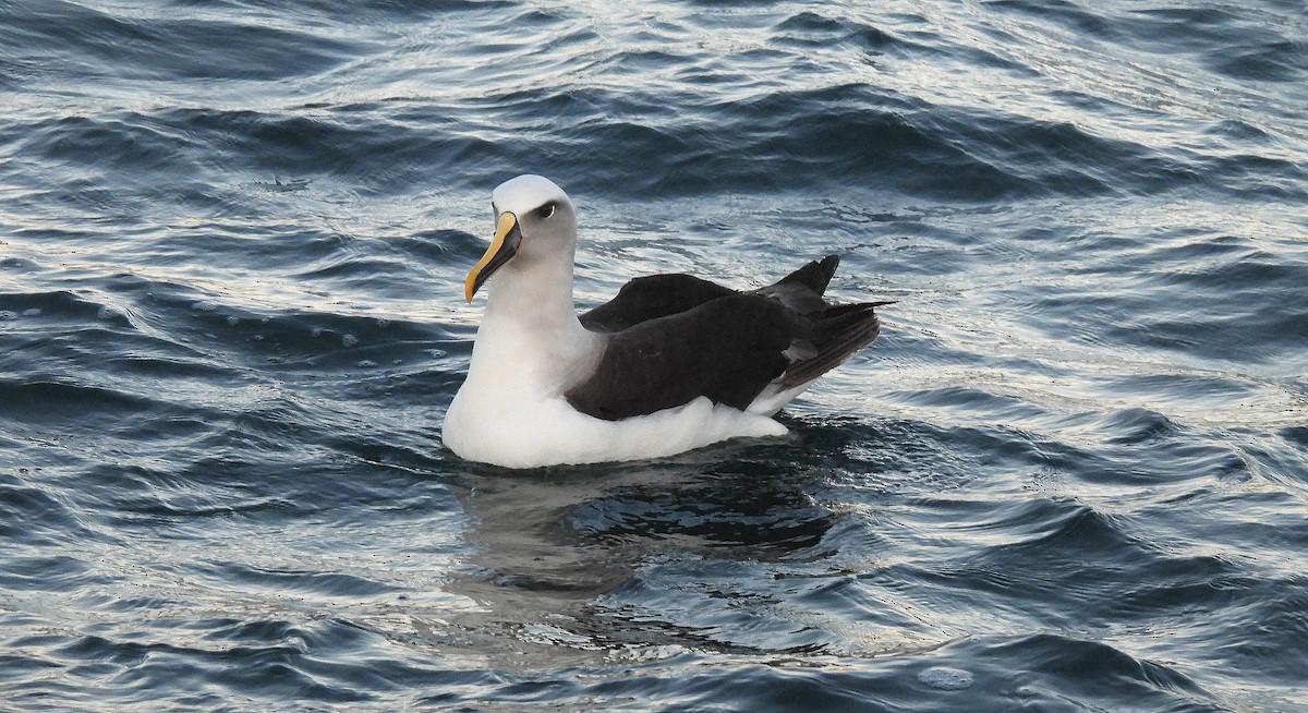 Альбатрос Бюлера - ML646297313