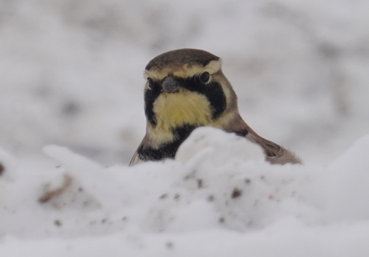 Жайворонок рогатий - ML646297315