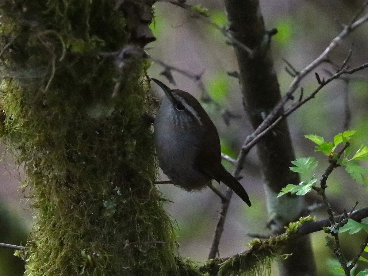 Підбуреник - ML646297316