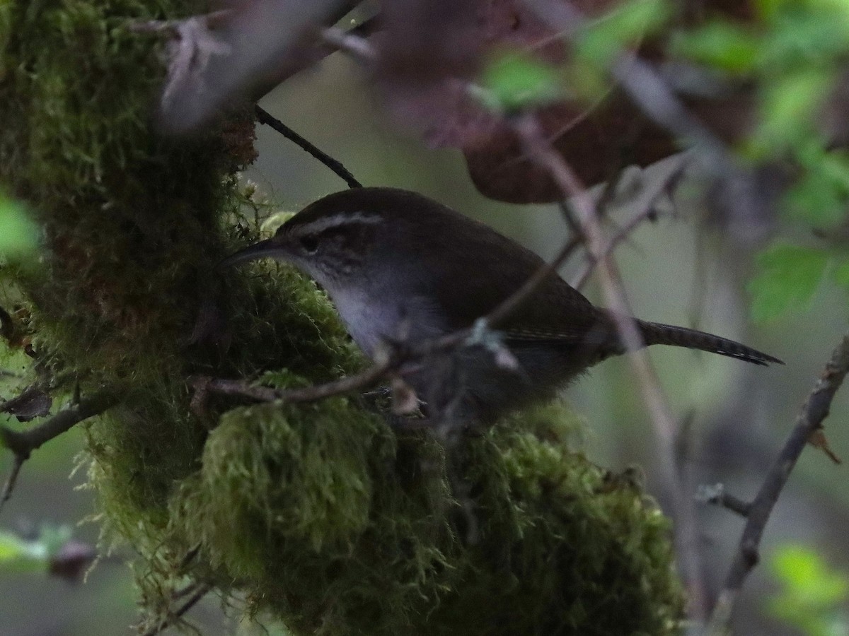 Підбуреник - ML646297317