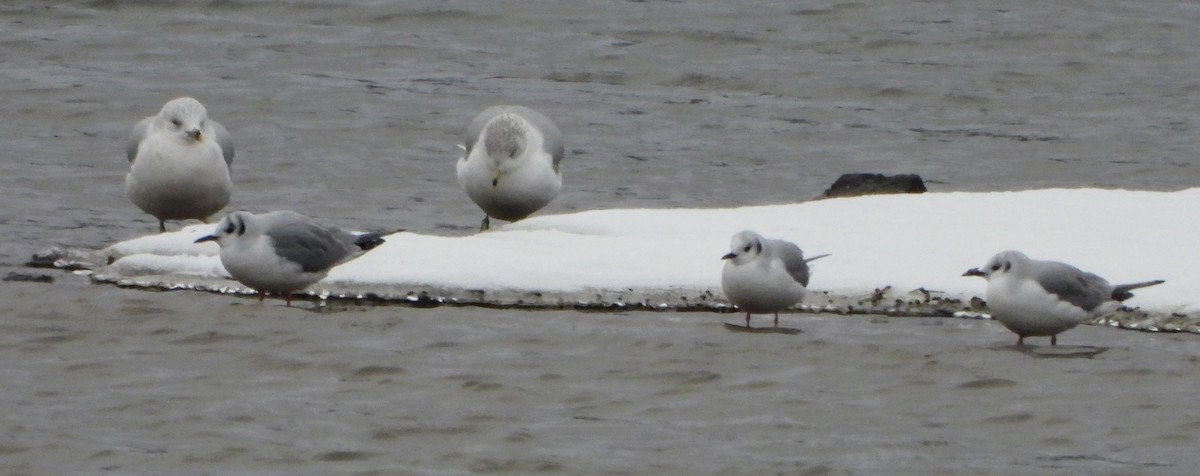 Мартин канадський - ML646297320