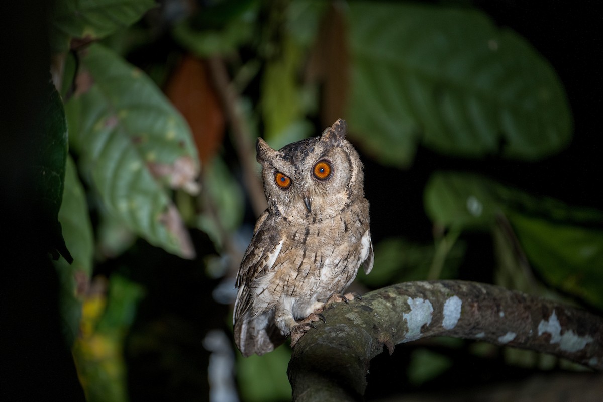 Сплюшка індійська - ML646297321