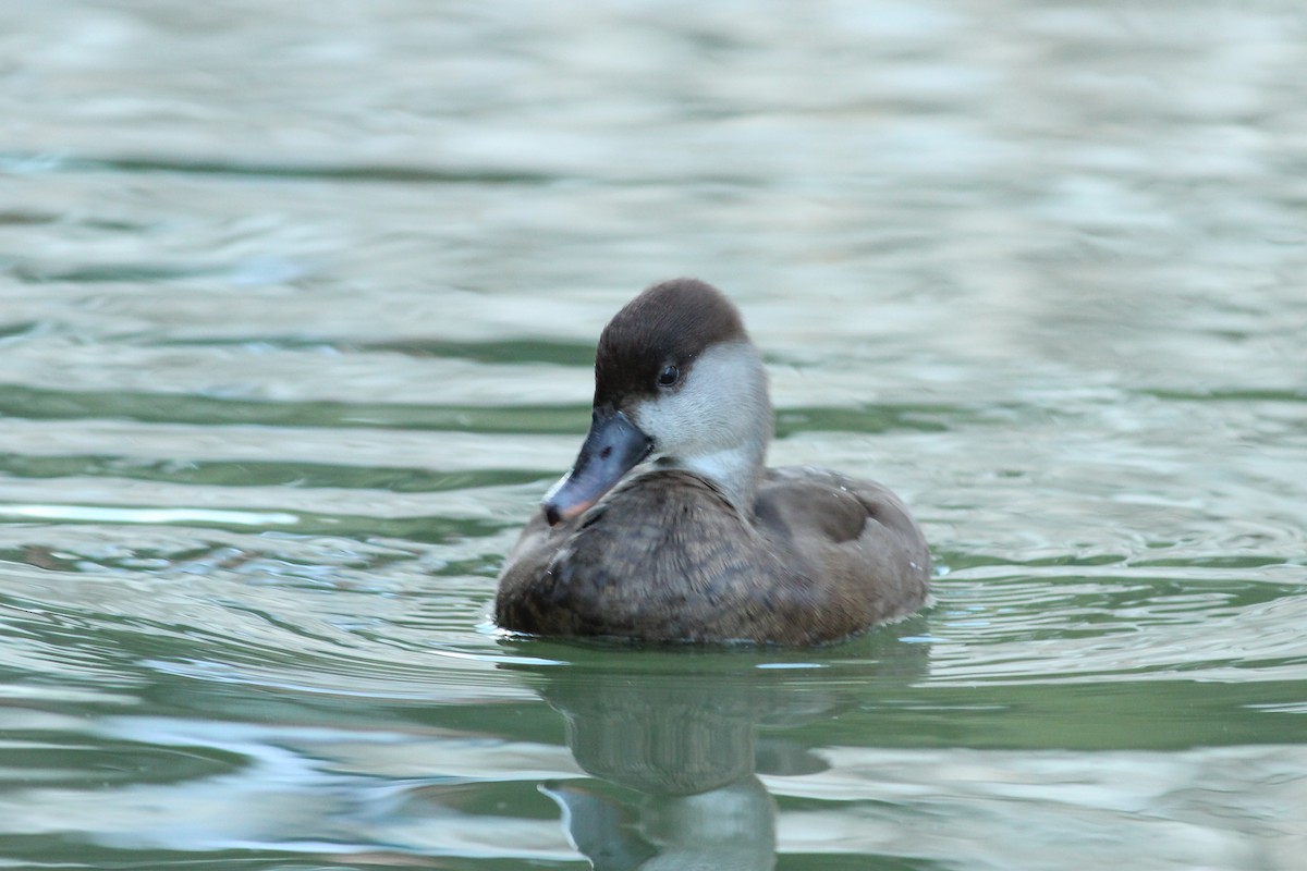 Чернь червонодзьоба - ML646297322