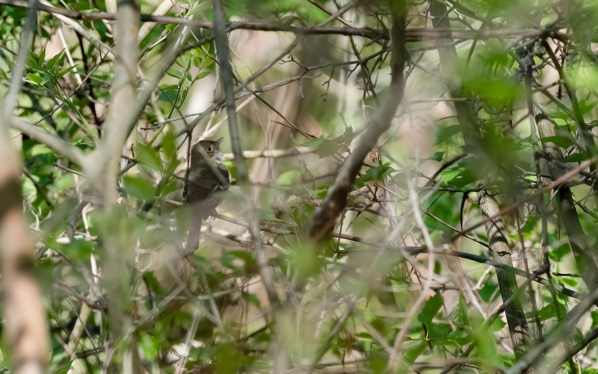 Піві-малюк оливковий - ML646297323