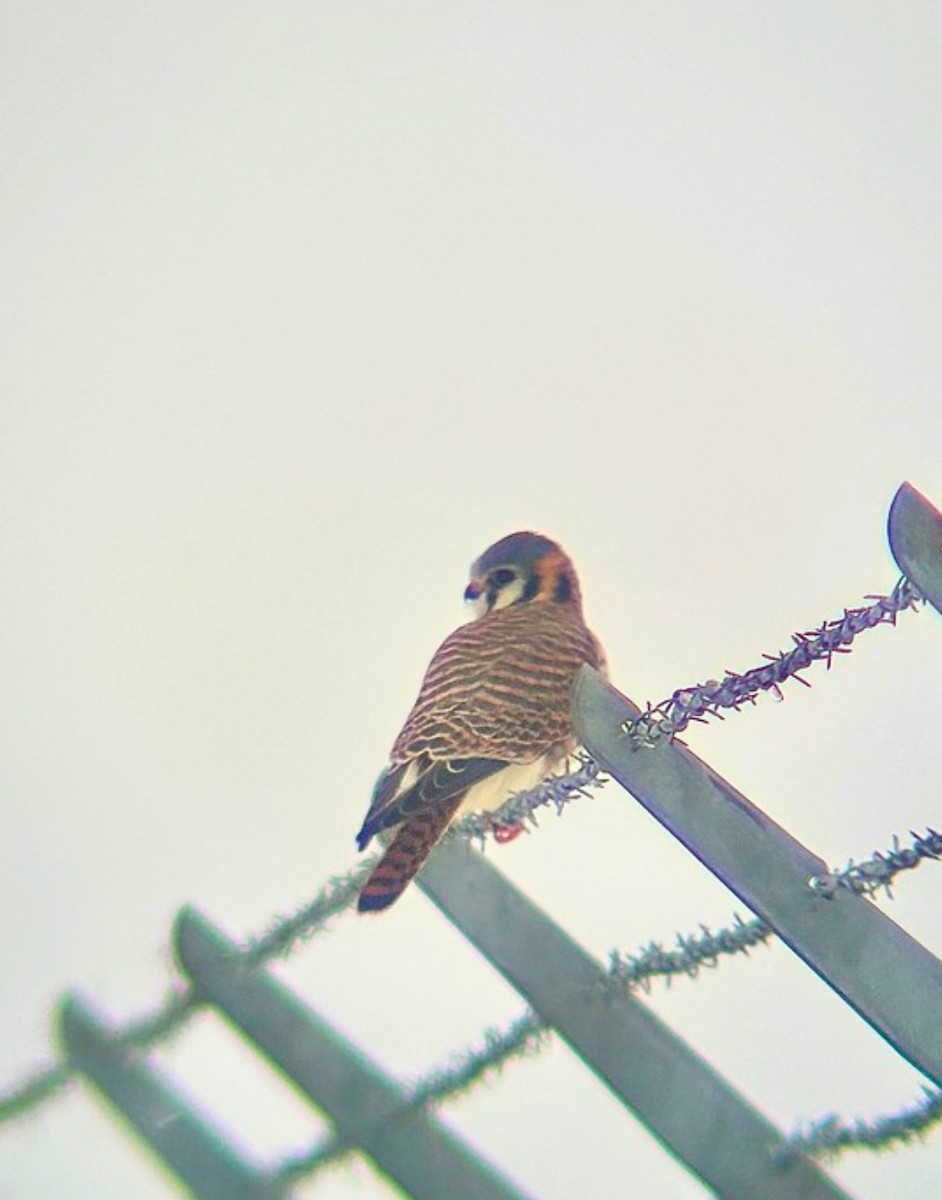 Боривітер американський - ML646297327