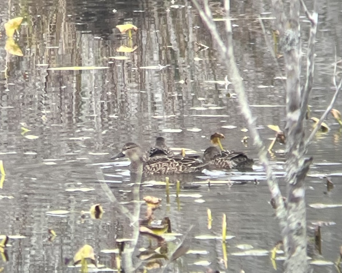 Blue-winged Teal - ML646297328