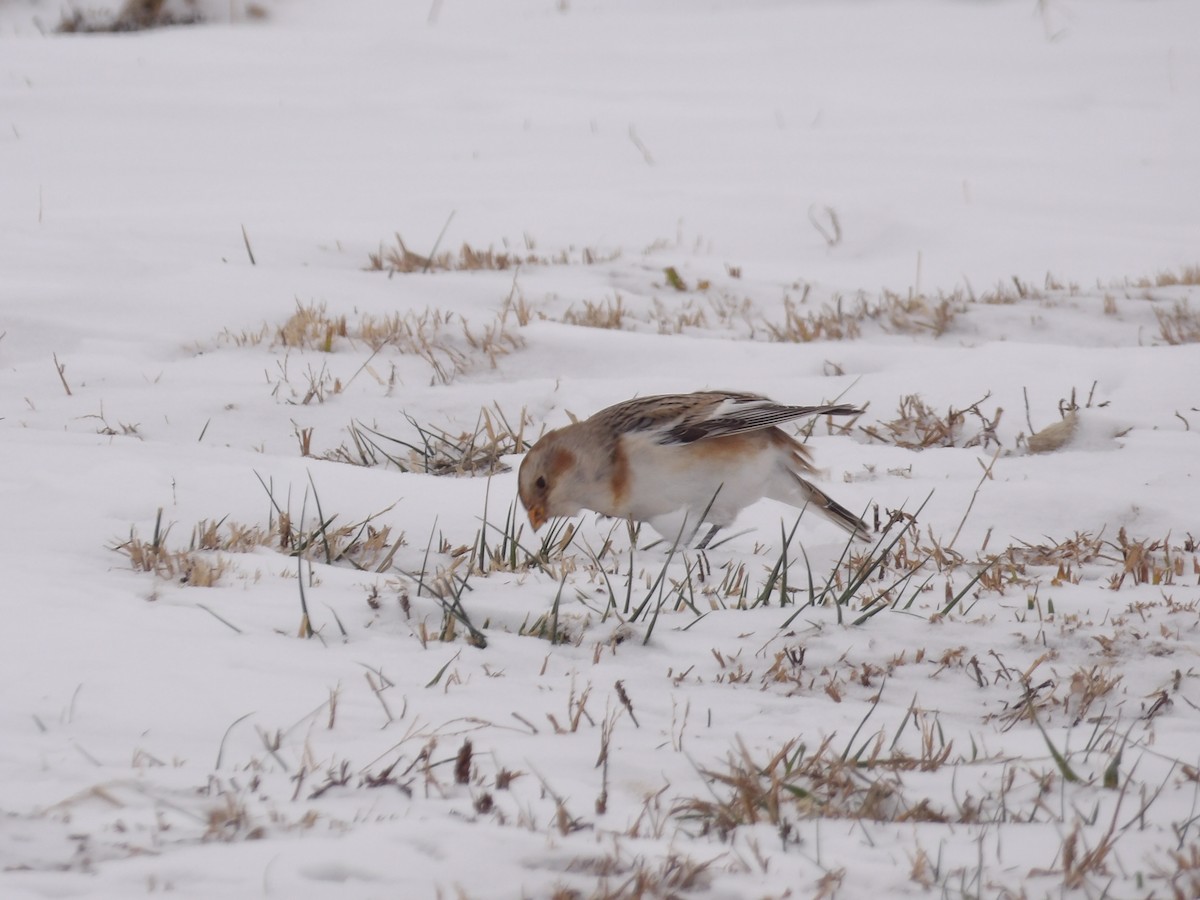 Пуночка снігова - ML646297329