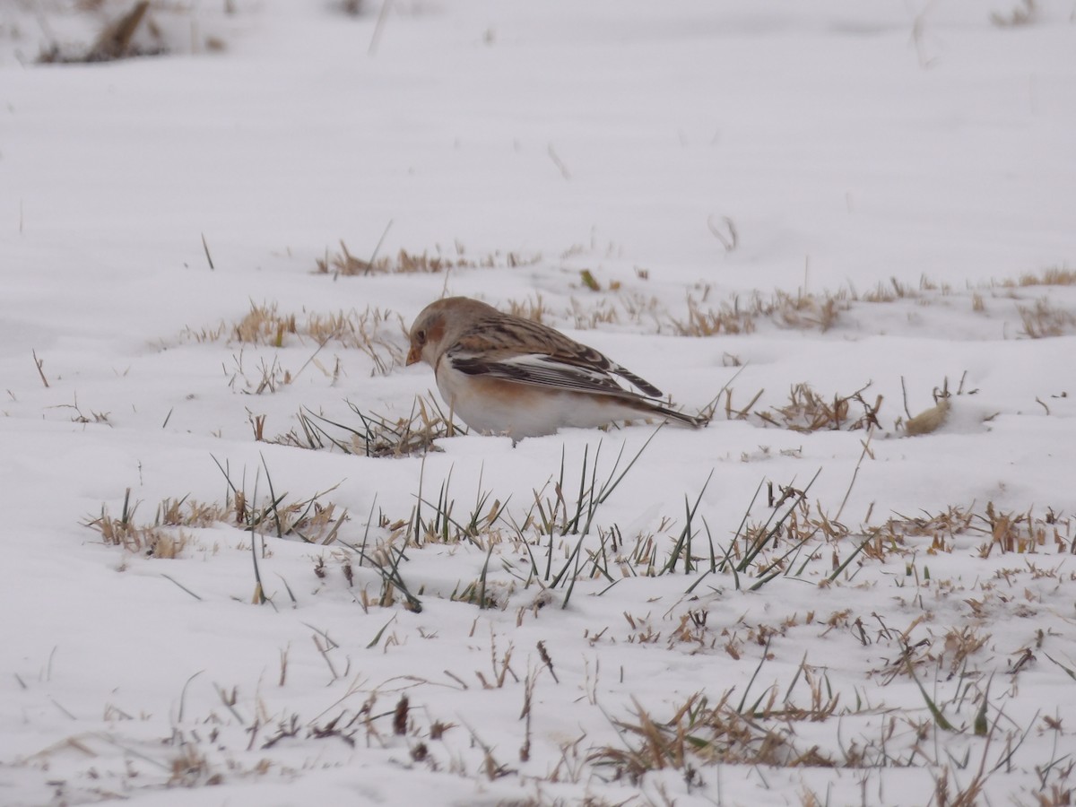 Пуночка снігова - ML646297330