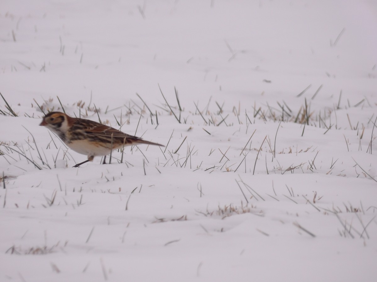 Подорожник лапландський - ML646297332