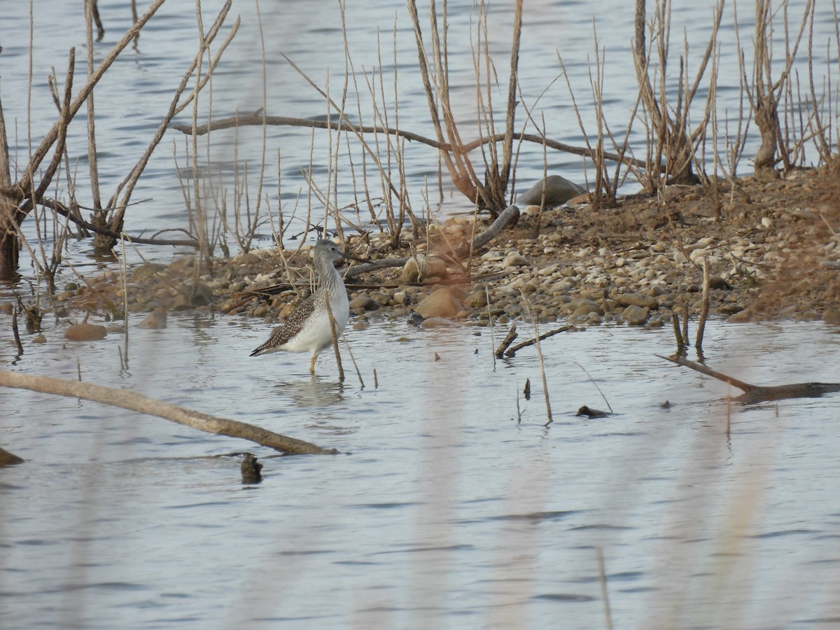 Коловодник строкатий - ML646297333