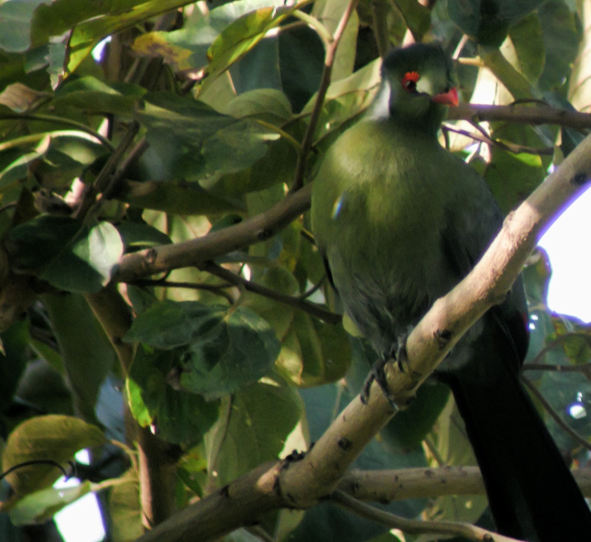 White-cheeked Turaco - ML646297337