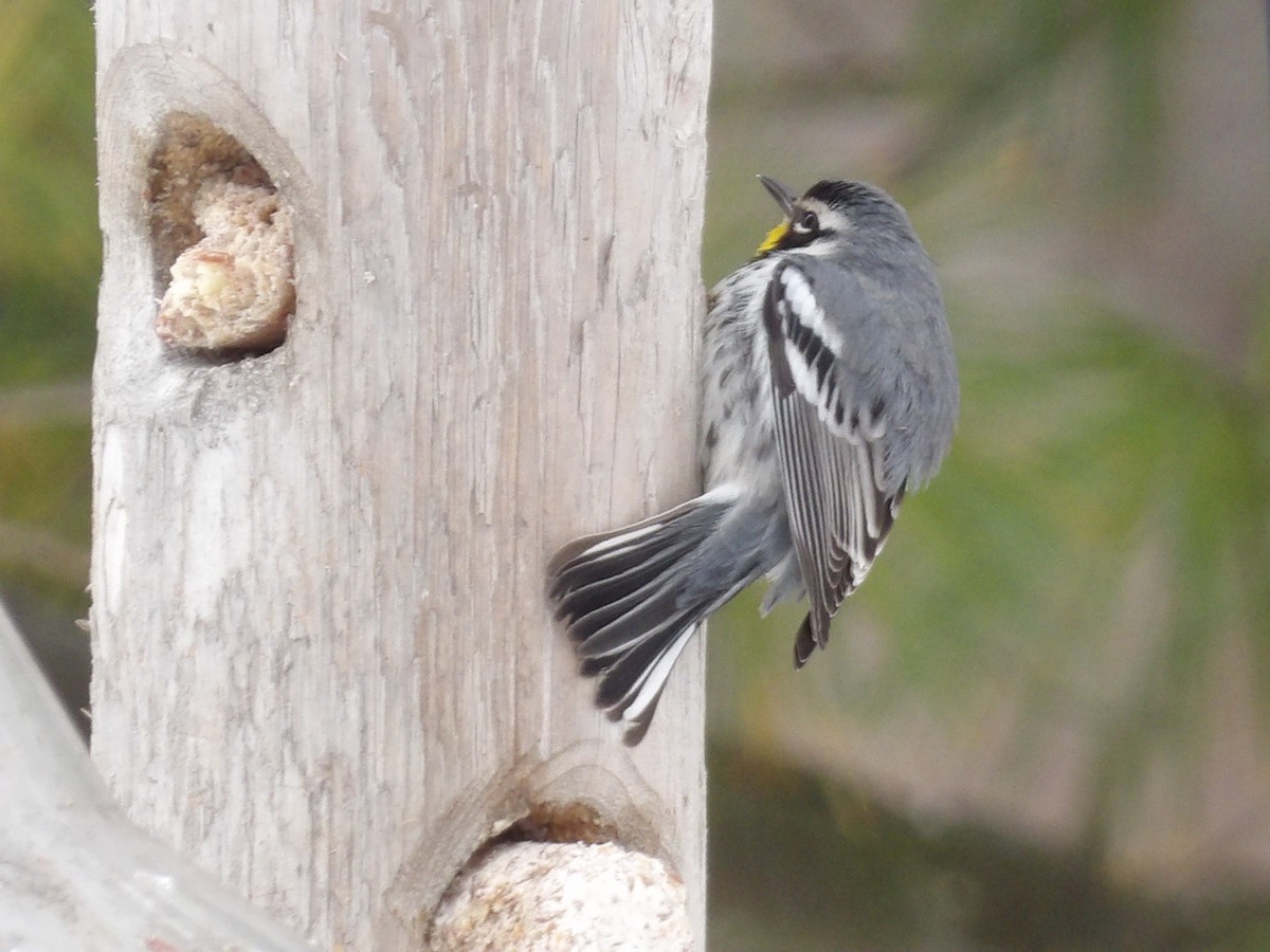 Yellow-throated Warbler - ML646297339