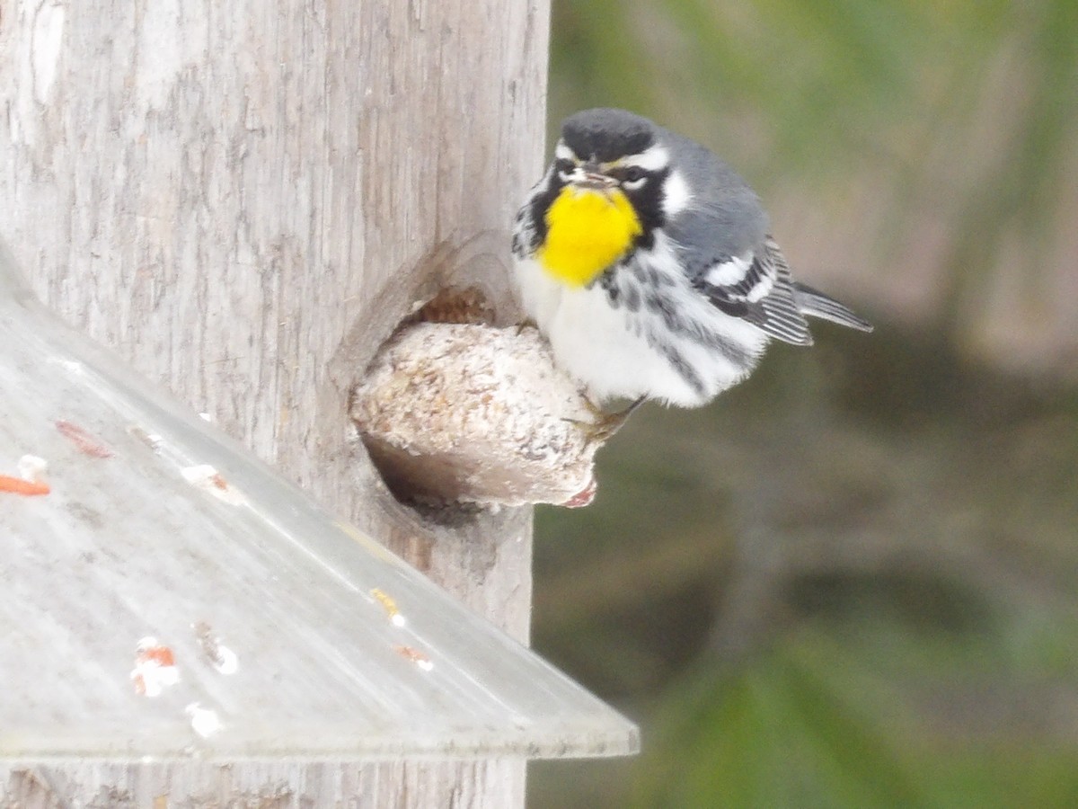 Yellow-throated Warbler - ML646297340