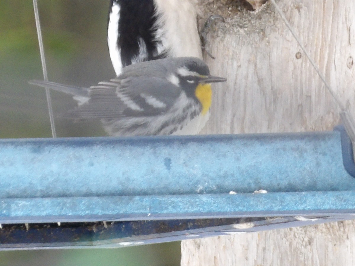 Yellow-throated Warbler - ML646297341