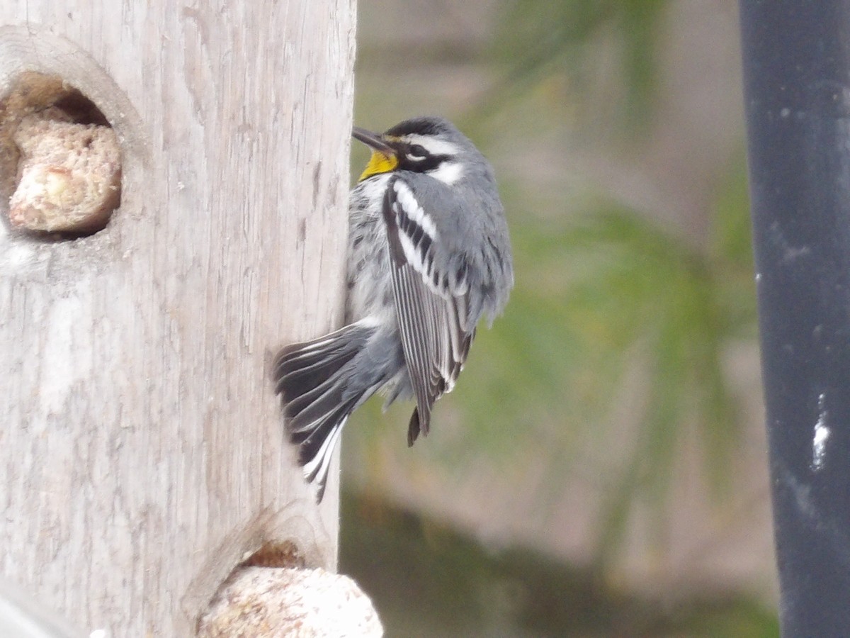 Yellow-throated Warbler - ML646297342