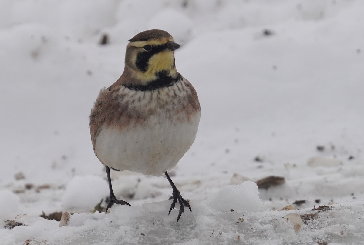 Horned Lark - ML646297343