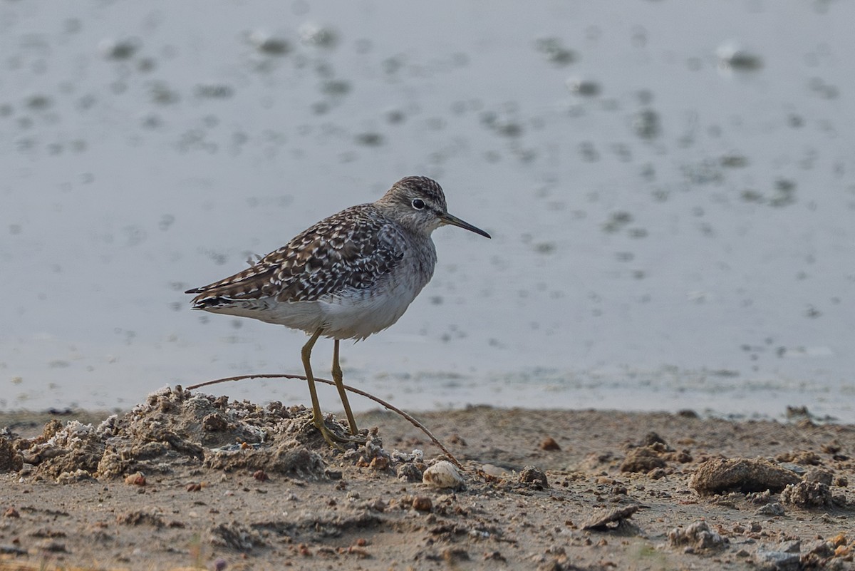 vodouš bahenní - ML646297344