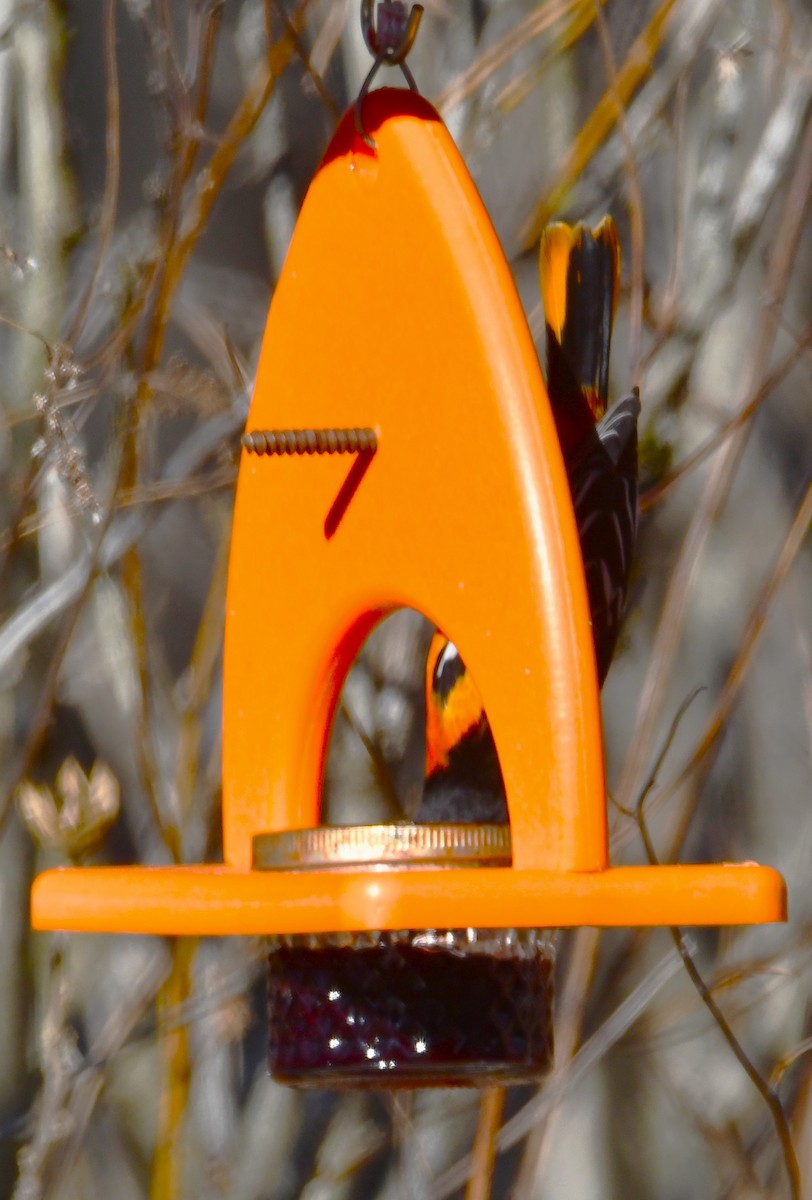 Балтиморский трупиал - ML646297352