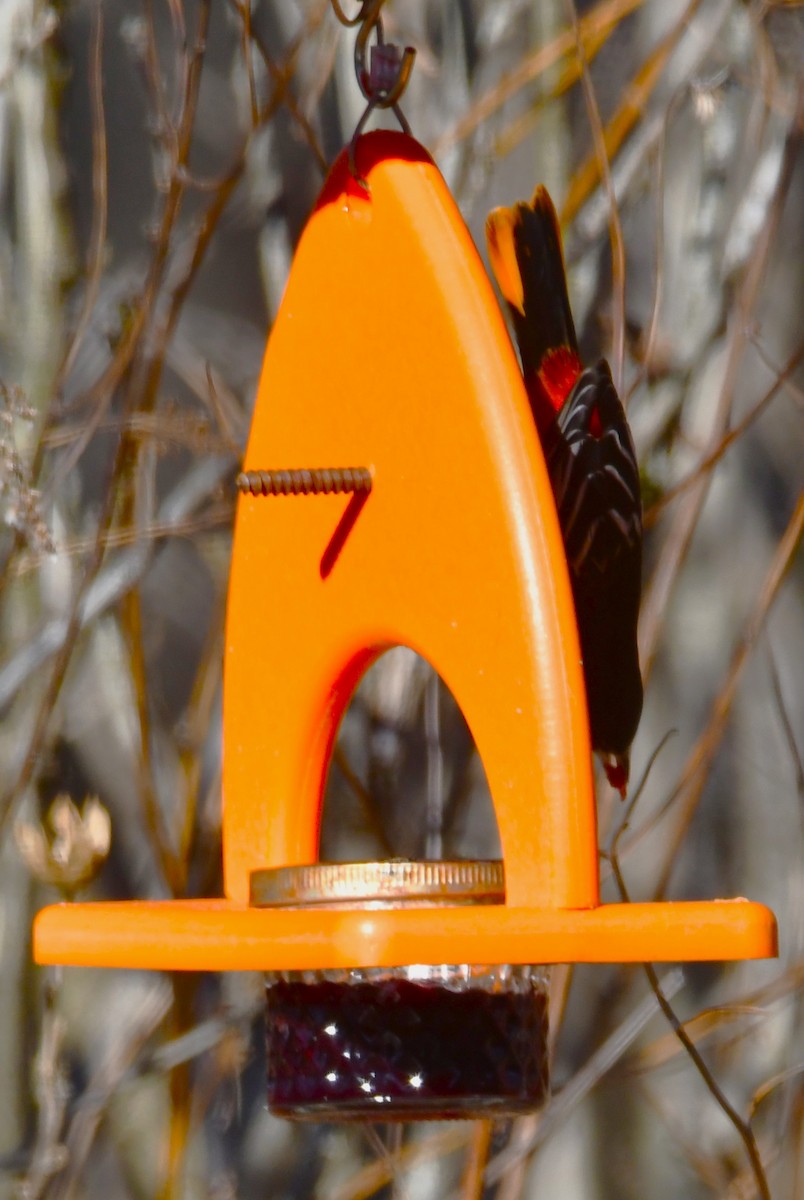 Балтиморский трупиал - ML646297353