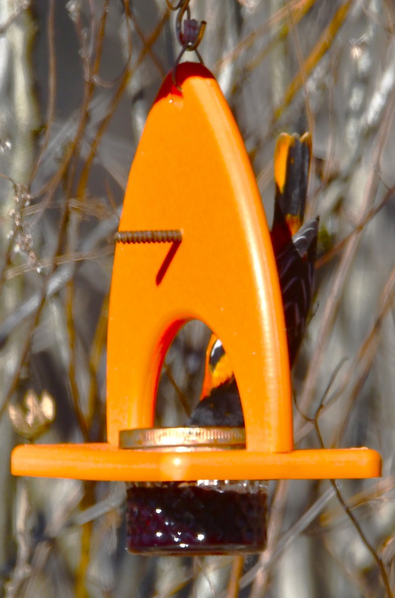 Балтиморский трупиал - ML646297354