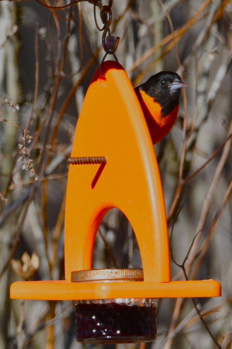 Балтиморский трупиал - ML646297355