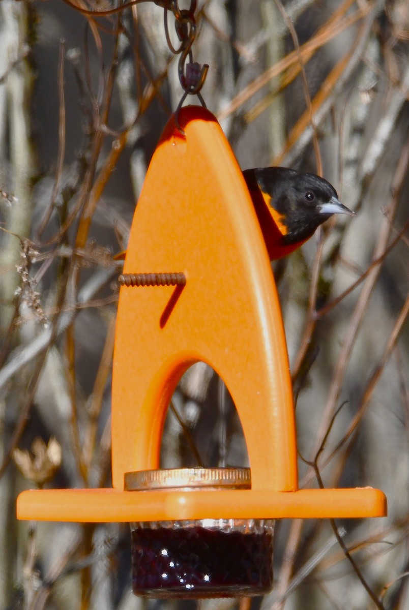 Балтиморский трупиал - ML646297356