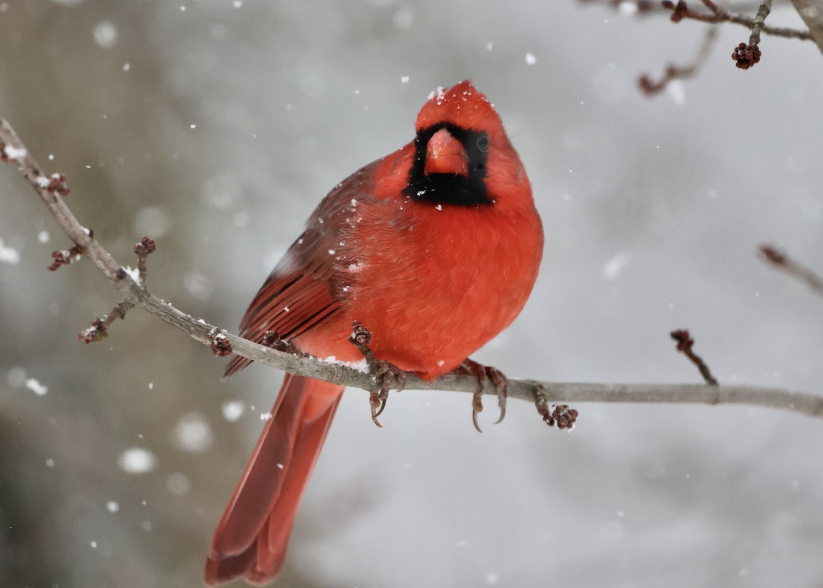 Northern Cardinal - ML646297357