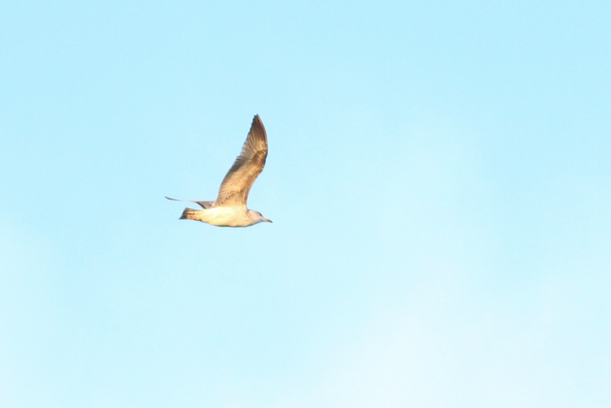 Gabbiano reale - ML646297358