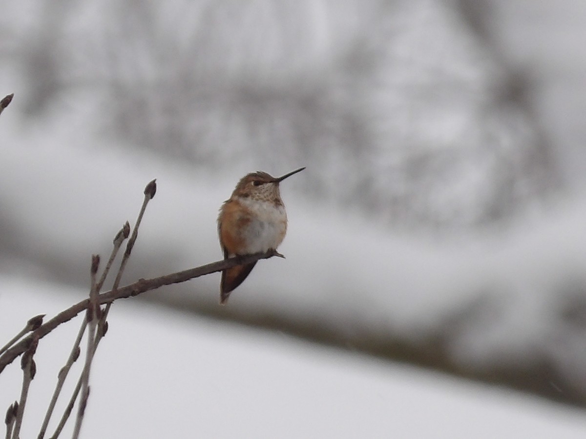 Rufous Hummingbird - ML646297359