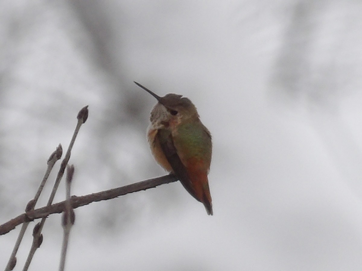 Rufous Hummingbird - ML646297360
