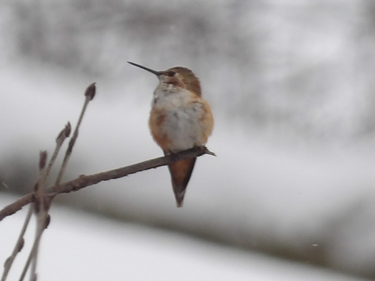 Rufous Hummingbird - ML646297361