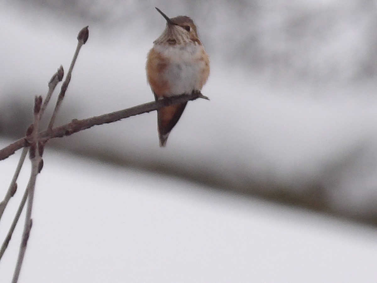 Rufous Hummingbird - ML646297362