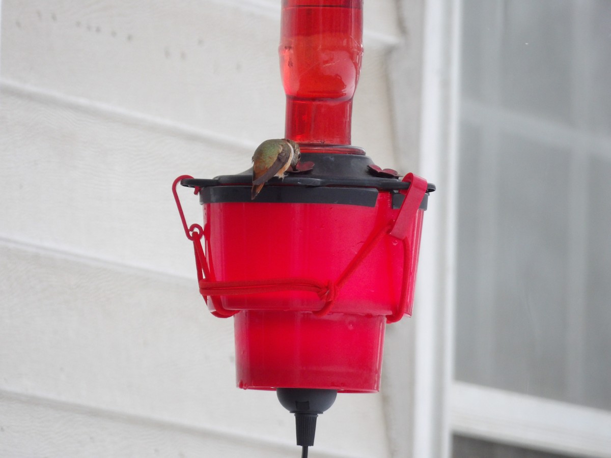 Rufous Hummingbird - ML646297363