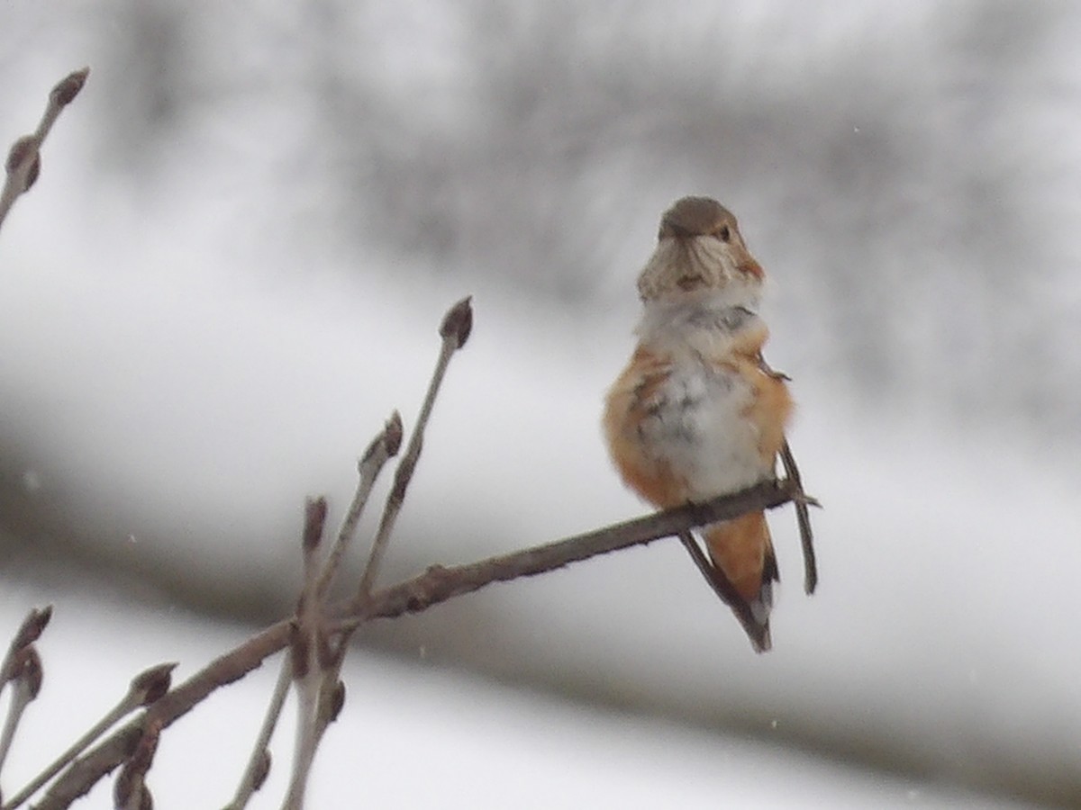 Rufous Hummingbird - ML646297364