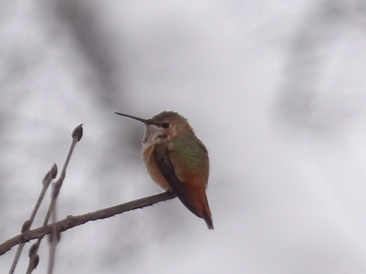 Rufous Hummingbird - ML646297365