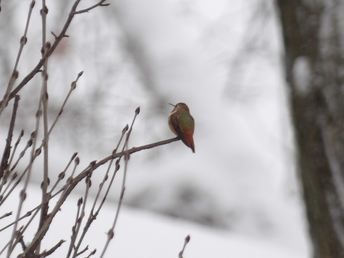 Rufous Hummingbird - ML646297366