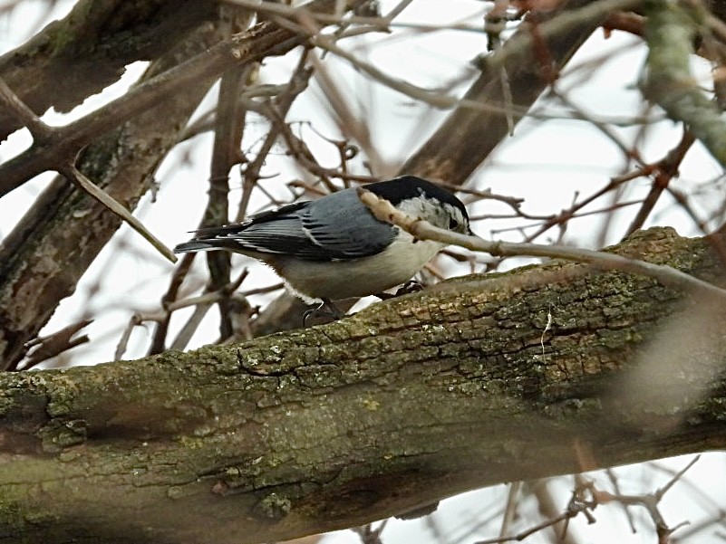 White-breasted Nuthatch - ML646297367