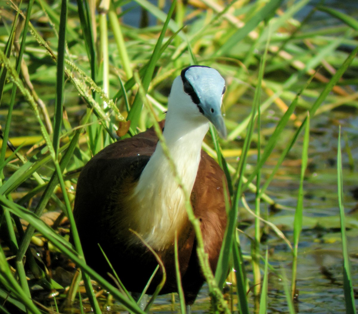 African Jacana - ML646297368