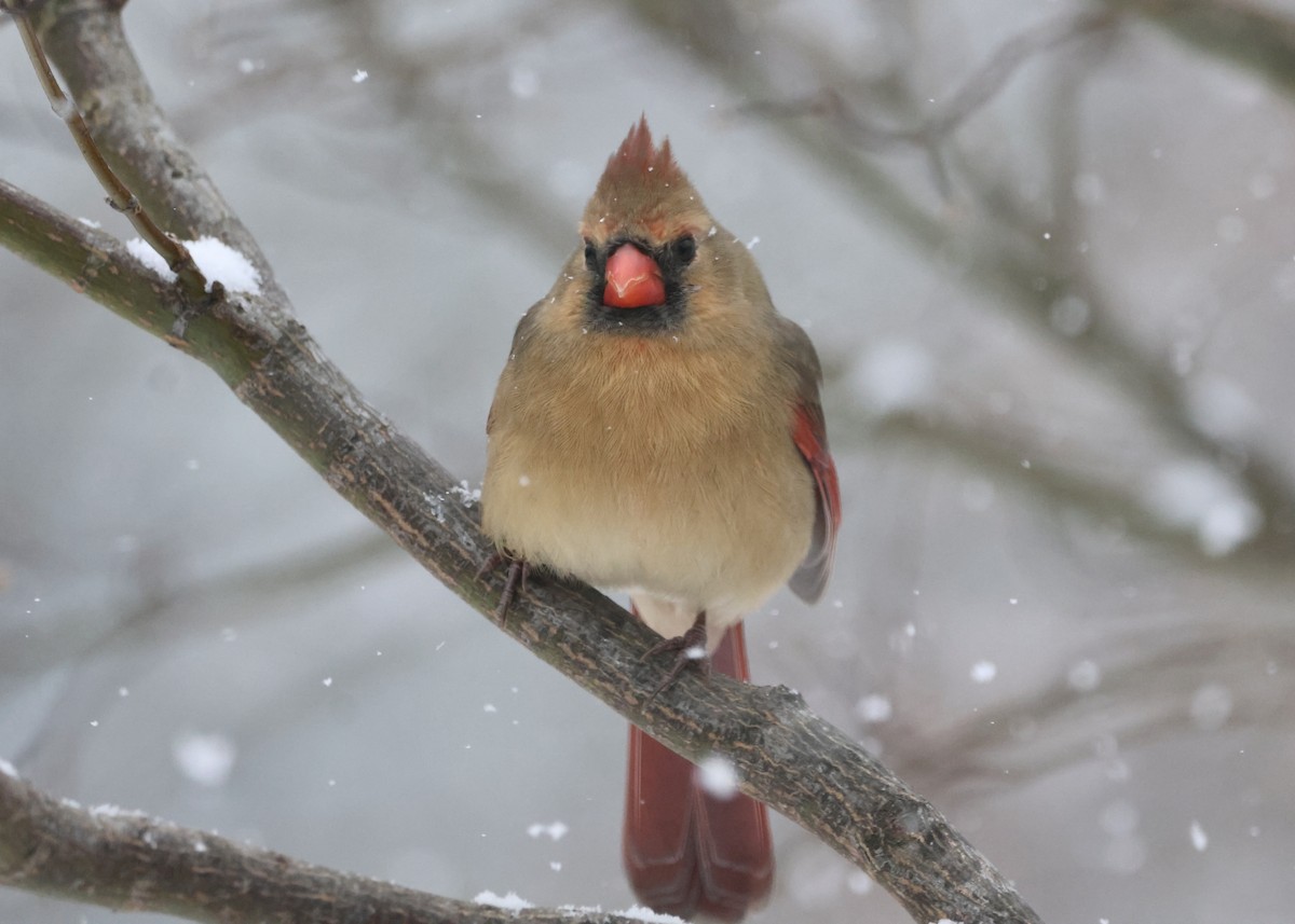 Northern Cardinal - ML646297373