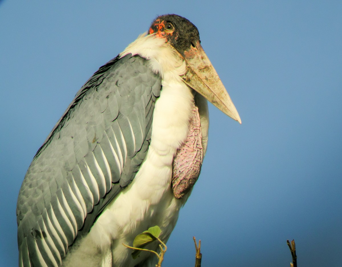 Marabou Stork - ML646297374