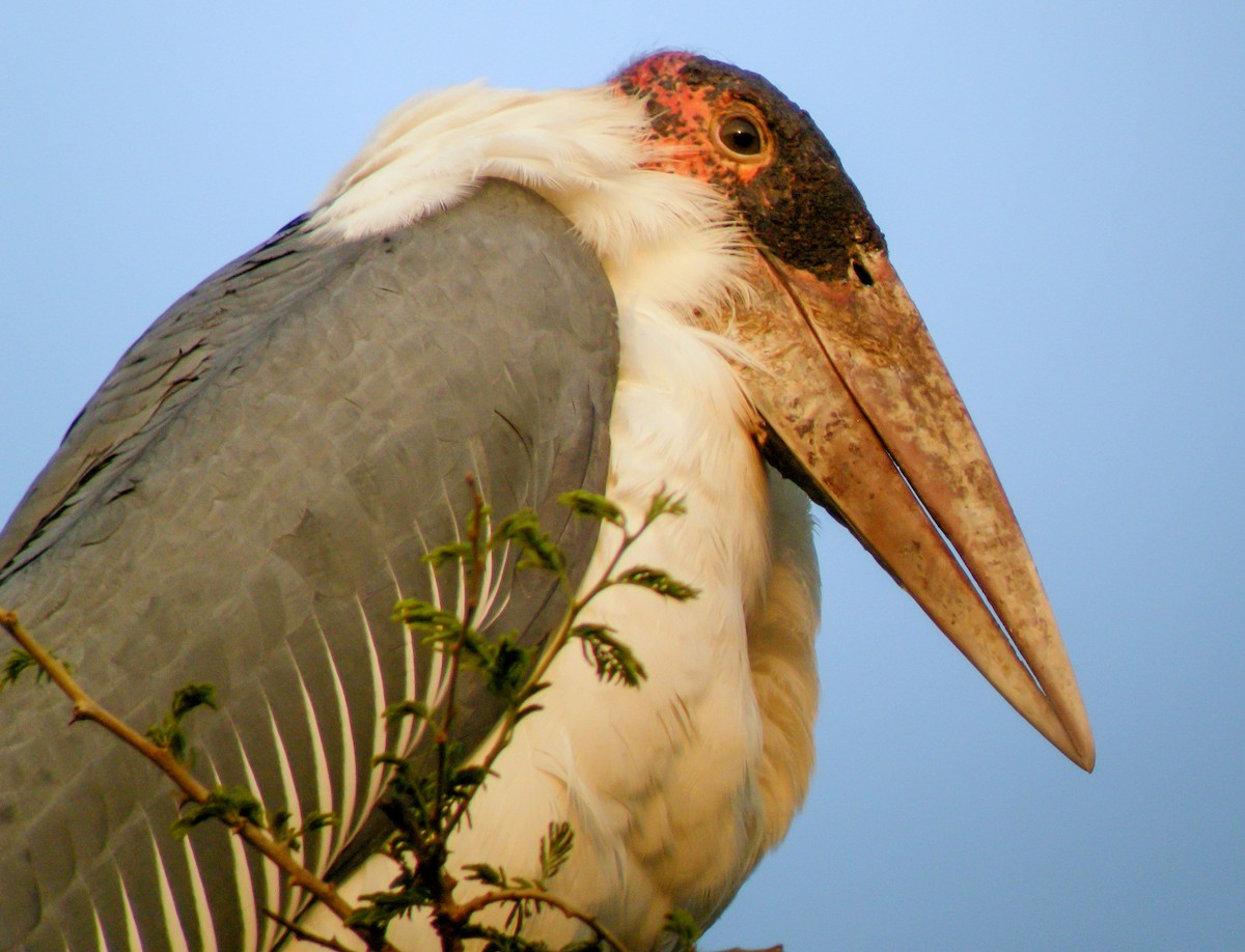 Marabou Stork - ML646297375